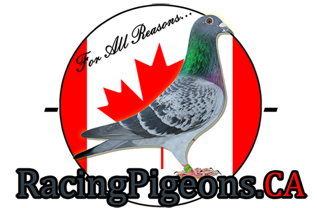 RacingPigewons.ca