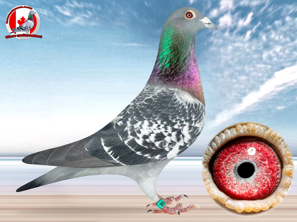 racing pigeons for sale - CU 23 MISS 7565 COCK